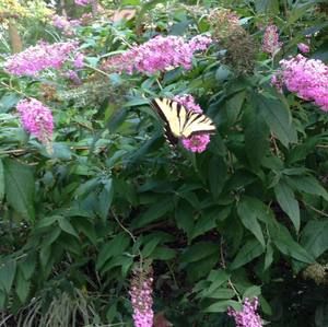 Meet your Posher, Marcy